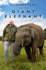 Film David Attenborough: Slon jménem Jumbo (Attenborough and the Giant Elephant) 2017 online ke shlédnutí