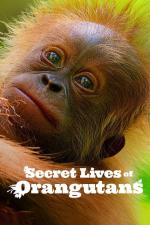 Film Tajný život orangutanů (Secret Lives of Orangutans) 2024 online ke shlédnutí