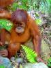 Film Poslední orangutani na Sumatře (Poslední orangutani na Sumatře) 2011 online ke shlédnutí