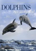 Film Delfíni očima špionážních kamer (Dolphins: Spy in the Pod) 2014 online ke shlédnutí